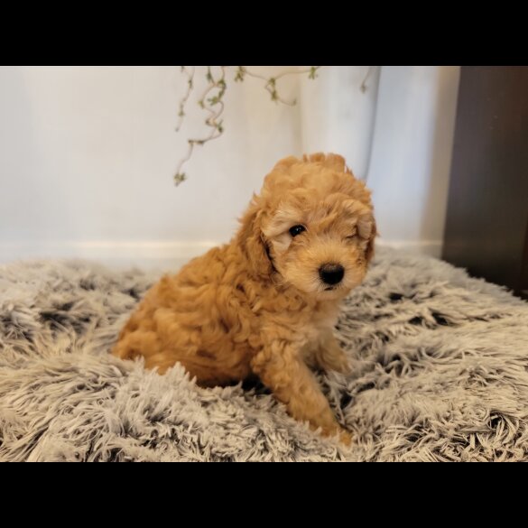 Maltipoo - Both