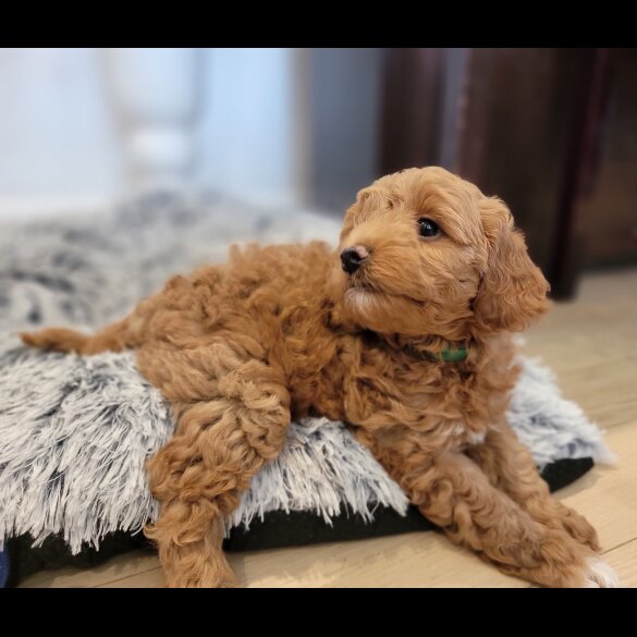 Maltipoo - Both