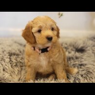 Maltipoo - Both