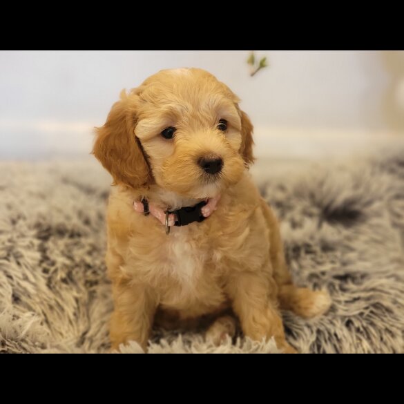 Maltipoo - Both