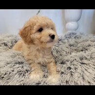 Maltipoo - Both
