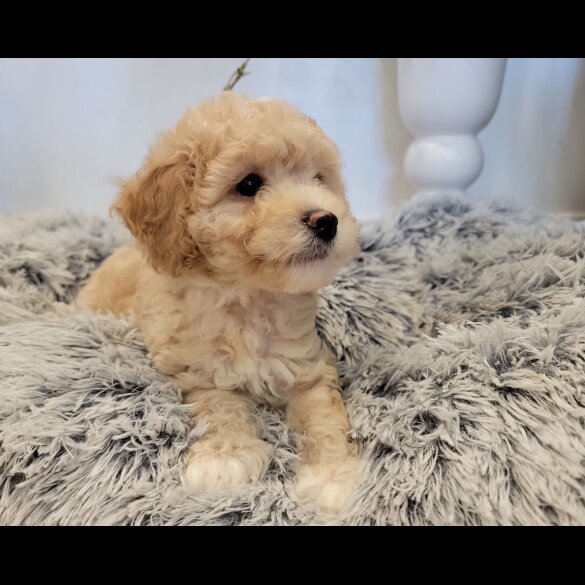 Maltipoo - Both