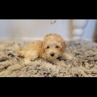 Maltipoo - Both
