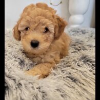 Maltipoo - Both