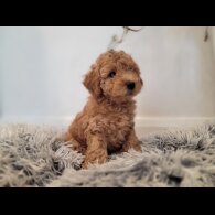 Maltipoo - Both