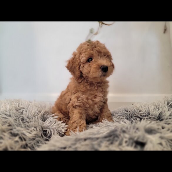 Maltipoo - Both