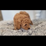 Maltipoo - Both