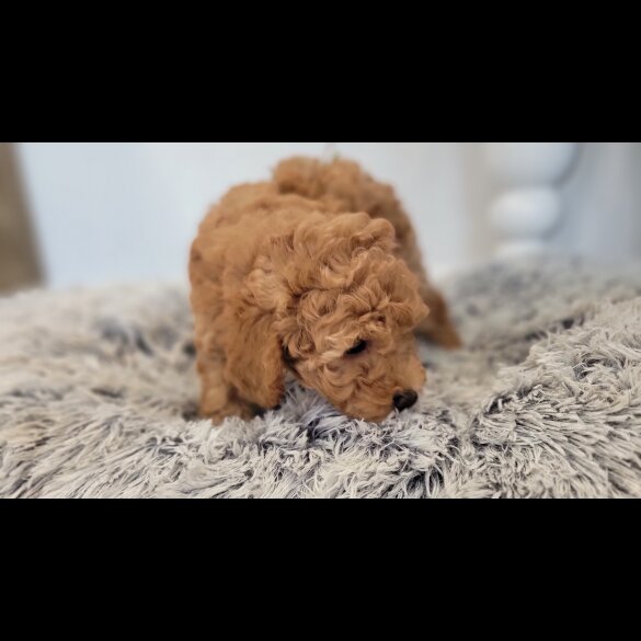 Maltipoo - Both