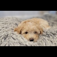 Maltipoo - Both