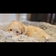 Maltipoo - Both