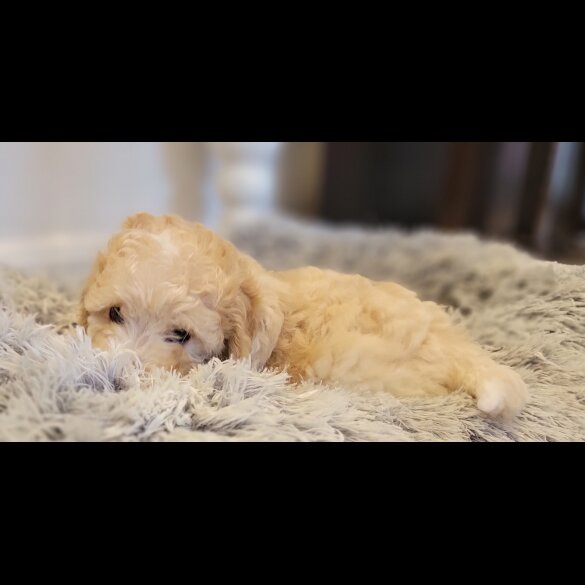 Maltipoo - Both