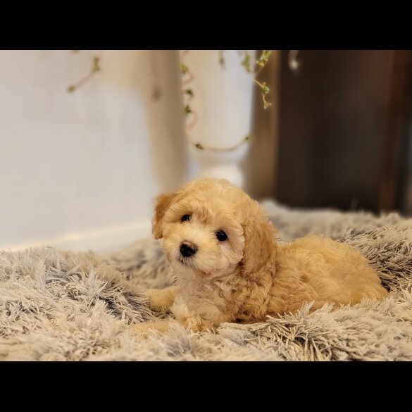 Maltipoo - Both