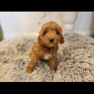 Maltipoo - Both