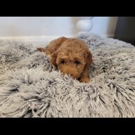 Maltipoo - Both