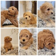 Maltipoo - Both