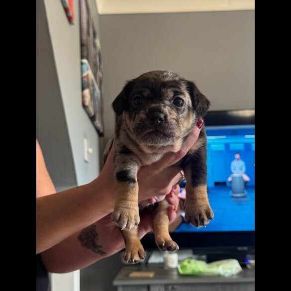 French Bulldog