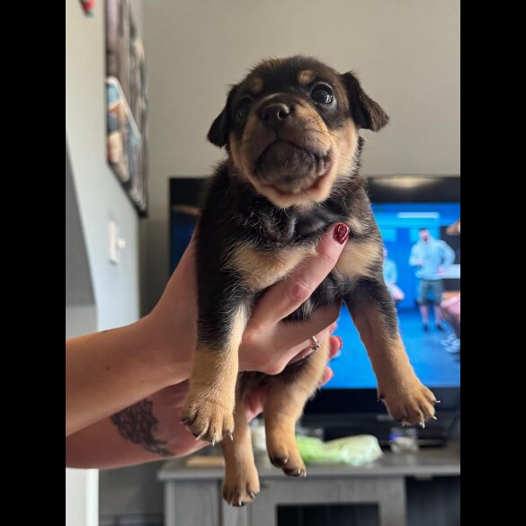 French Bulldog
