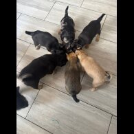 French Bulldog