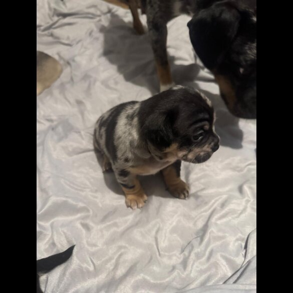 French Bulldog