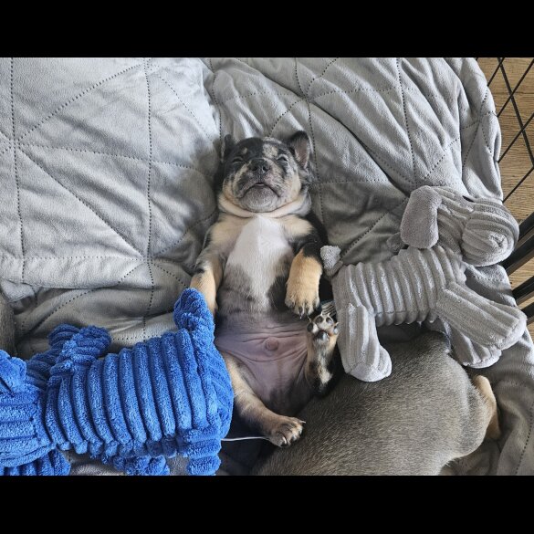 French Bulldog