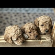 Cockapoo