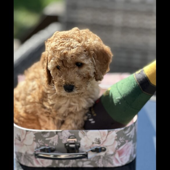 Cockapoo