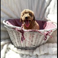 Cockapoo