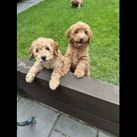 Cockapoo