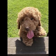 Cockapoo