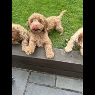 Cockapoo