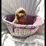 Cockapoo