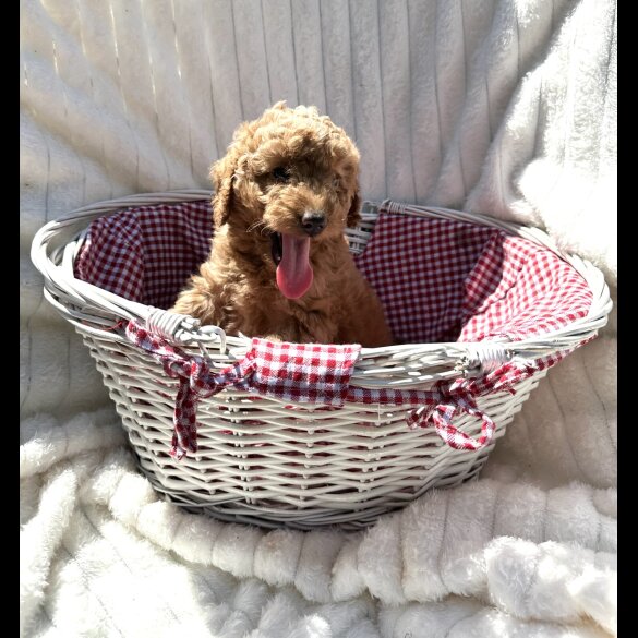 Cockapoo