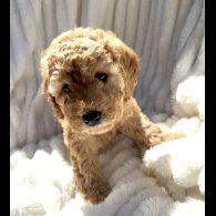 Cockapoo