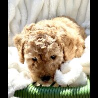 Cockapoo