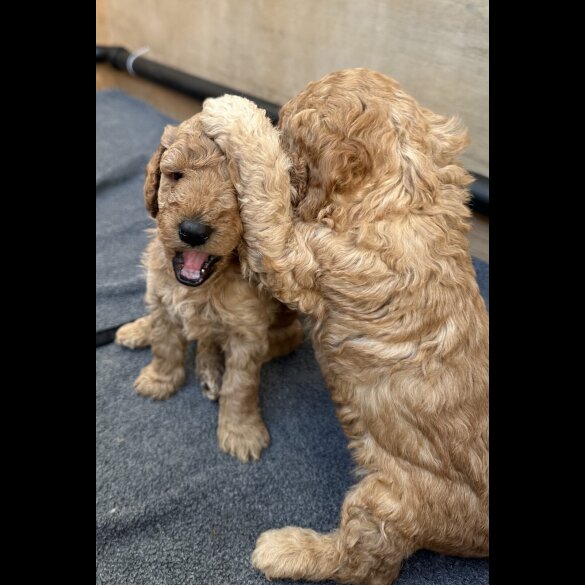 Cockapoo