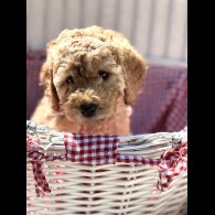 Cockapoo
