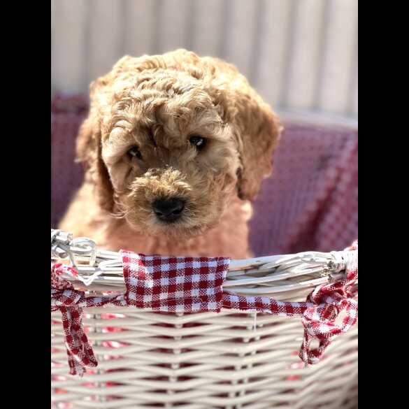 Cockapoo