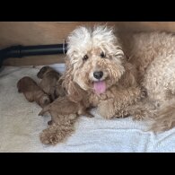 Cockapoo