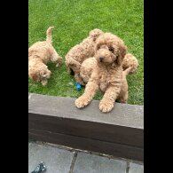 Cockapoo
