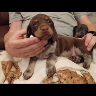 Dachshund (Miniature Smooth Haired)