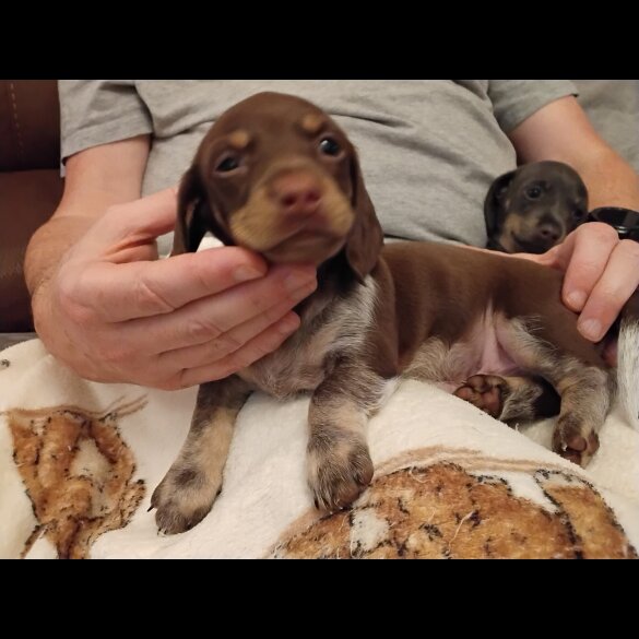 Dachshund (Miniature Smooth Haired)