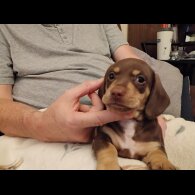 Dachshund (Miniature Smooth Haired)