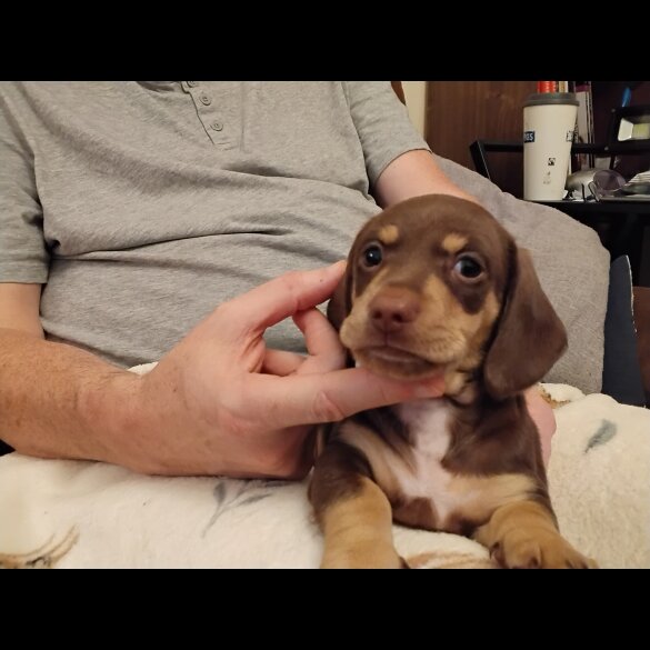 Dachshund (Miniature Smooth Haired)