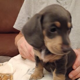 Dachshund (Miniature Smooth Haired)