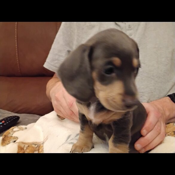 Dachshund (Miniature Smooth Haired)