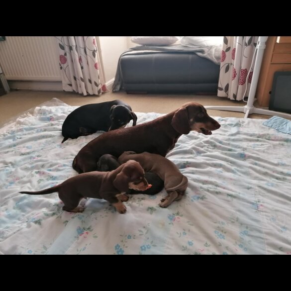 Dachshund (Miniature Smooth Haired)