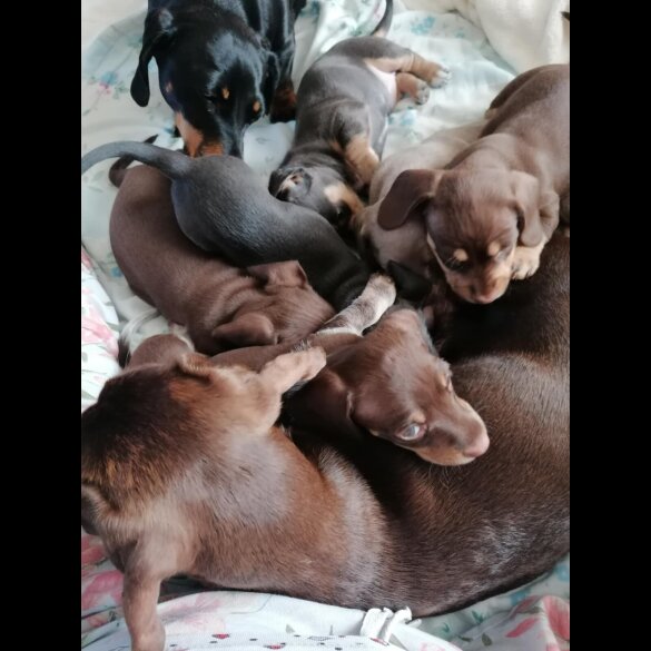 Dachshund (Miniature Smooth Haired)