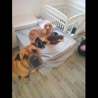 Mixed Breed