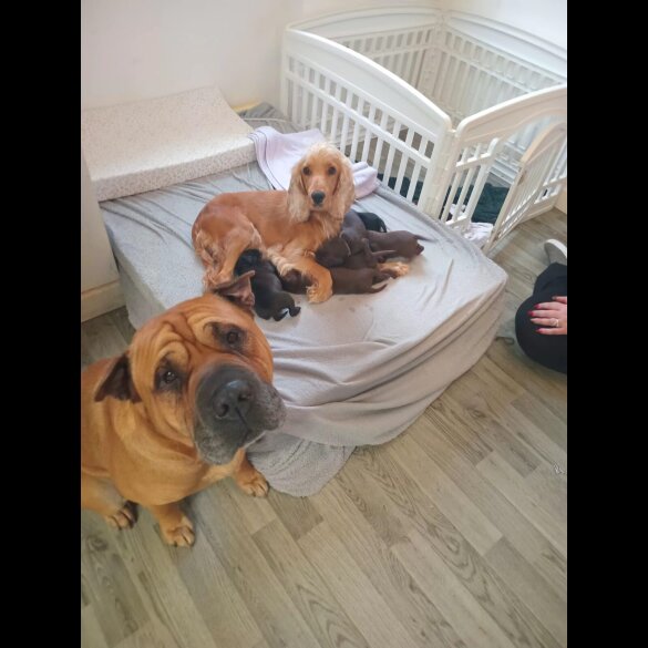 Mixed Breed