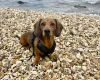 Dachshund (Miniature Smooth Haired)